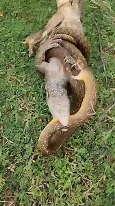 3.8K views · 13 reactions | Snake vs alligator | Okeke Kenneth | Facebook