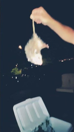 how to catch a baby possum