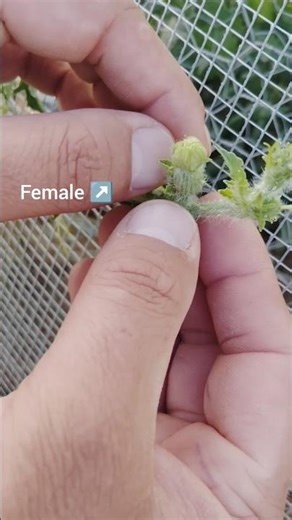 How to hand pollinate watermelon