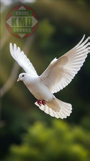 Il suono della Colomba: La melodia della pace – SUONI DI ANIMALI 🕊️