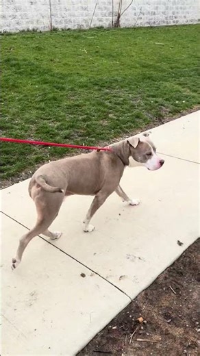 Meet Korbel a Terrier, American Pit Bull currently available for adoption! 3/21/2026 1:38:53 PM