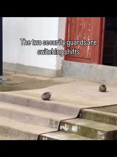 Adorable Small Cats: A Collection of Cursed Cat Memes