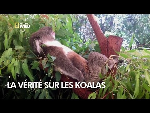 The Truth About Koalas