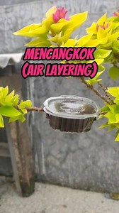 Mencangkok (air layering) #mencangkok #airlayering #bougainvillea | Ardie Naco