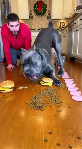 Cat vs Dog Food Challenge GONE WRONG 🐱🐶 #animals #funny #challenge