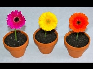 How to cook Flower Pot Cakes