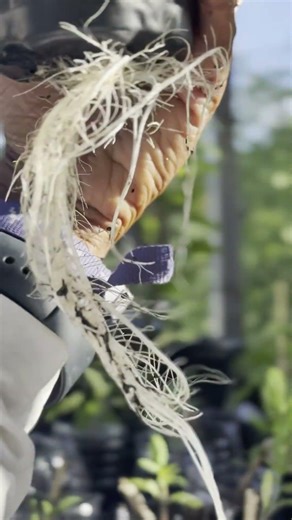 These Loofah Roots in Aquaponics Are INSANE 😳🌱