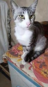 cats rexling #subscribe please