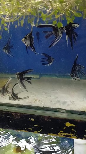 7.1K views · 36 reactions | angelfish | All about pets | Facebook