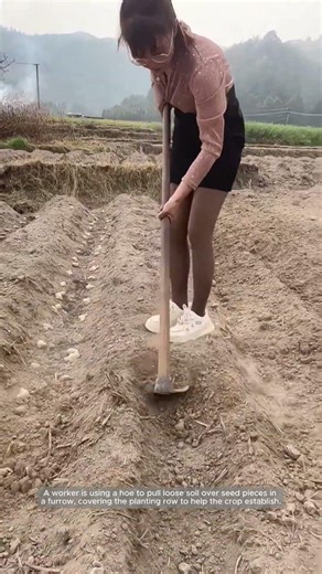 Covering a Planted Furrow by Hand