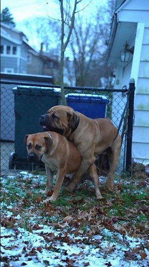 Boerboel Dog Mounts Female #boerboels #boerboelpuppies