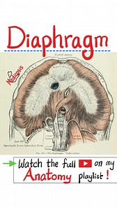 3.2K views · 75 reactions | Diaphragm Anatomy - Anatomy of...