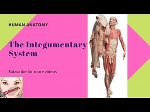 General anatomy - The Integumentary System
