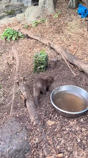 39 reactions | Why is our otter digging like a dog? 簾 Those frantic...