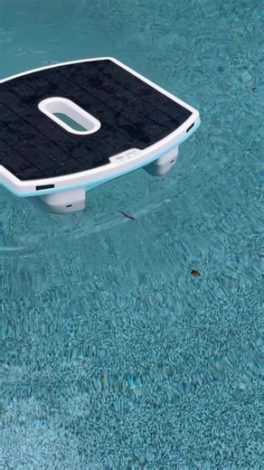 Check out our new dolphin skimmi. | The Shabby Tree