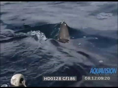 Great White Shark fin slice through the water | HD Stock Footage