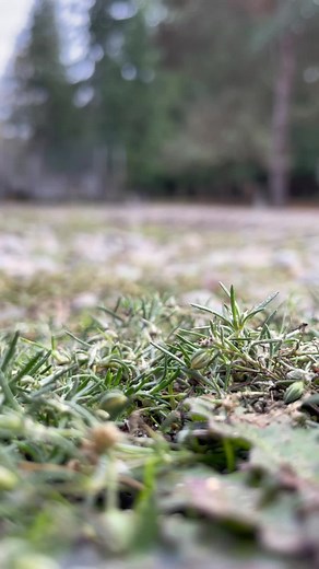 Banded Wooly Bear and Isabella Tiger Moth Explained