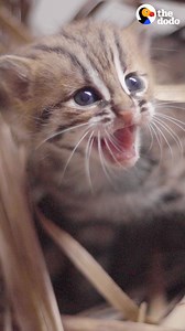 5M views · 64K reactions | This perfect creature is the world's smallest wild kitten — watch him reunite with his mama  | Little But Fierce by The Dodo | Facebook