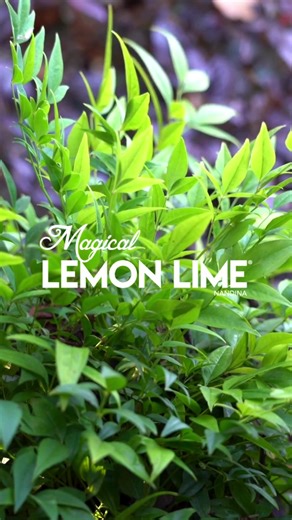 Magical Lemon Lime® Nandina ‘Lemlim’ – Zesty Foliage Year-Round 💚✨ Freshen up your garden with the lush lime tones of Magical Lemon Lime®. This tough little shrub stays vibrant year-round, adding a cool modern touch with minimal effort. 💚 Bright lemon-lime foliage 🌱 Evergreen and ultra low maintenance ☀️ Loves sun to part shade 🌿 Perfect for: Modern gardens, containers, low hedges and borders