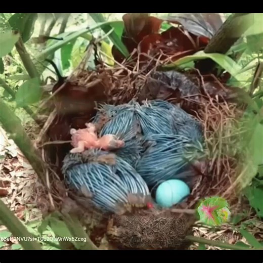 176K views · 1.8K reactions | THIS BABY LOST BIRD WAS STRIPPED AND STARVING IN ANOTHER WILD BIRD'S NEST #birds #bird #nature #birdsofinstagram #wildlife #birdphotography #naturephotography #wildlifephotography #photography #birdwatching #birdlovers #birding #animals #naturelovers #best #of #love #birdstagram #ig #parrots #photooftheday #captures #art #canon #aves #nikon #perfection #parrot #animal #birdlife | Bird world | Facebook