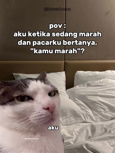 Ekspresi Marah dalam POV dan Meme Kucing