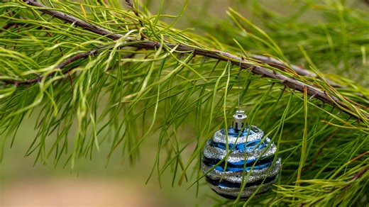 Where to buy a real Christmas tree in Lubbock? Here's what you need to know