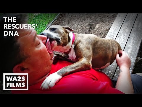 Abandoned Pit Bull Dog Only Wants Kisses & Hugs | The Rescuers DNA
