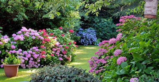 Comment planter des hortensias ? - Gamm vert