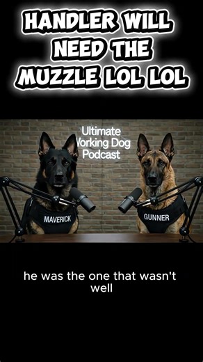 Temperature Check Gone Wrong | Working Dog Podcast Comedy with Maverick & Gunner #doghandler