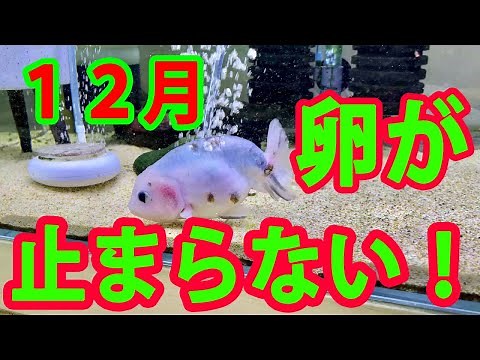 Goldfish gender and tips for spawning. How to spawn goldfish in indoor breeding.