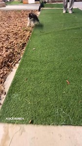  OFFICIAL HOLIDAY ADOPTION NOTICE — FREE PUPPY REHOMING (USA &...