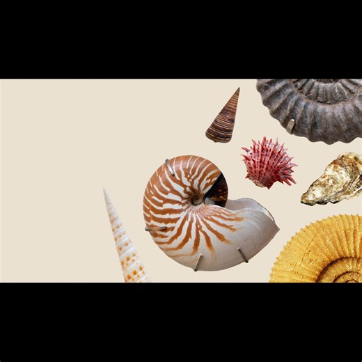 Shell variation in molluscs