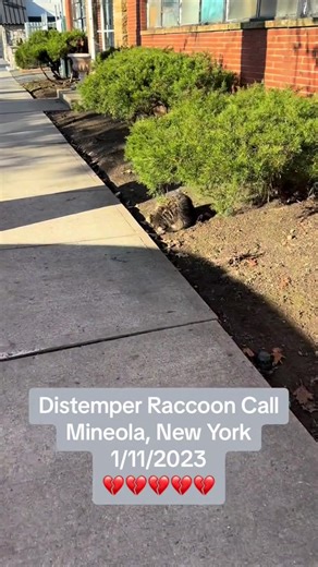 #onthisday #LIWRR #wildlife #distemper #raccoon I am a multi species NYS DEC licensed wildlife rehabilitator from Long Island, New York. All of my work is volunteer and out of pocket for me. Please consider subscribing to help me help the animals in my care. Thank you!