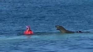 Angriff vor Hawaii: Schwimmerin von Robbe attackiert