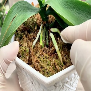Don’t Throw Banana Peels Away! Natural Fertilizer That Boosts Roots & Lush Green Leaves | Orchid Garden USA