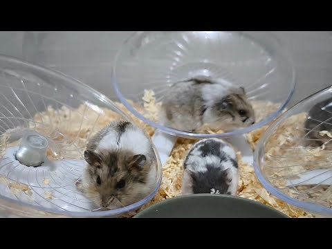 🐹 Cute Hamster Live Stream | Watch Adorable Hamsters Play & Explore!