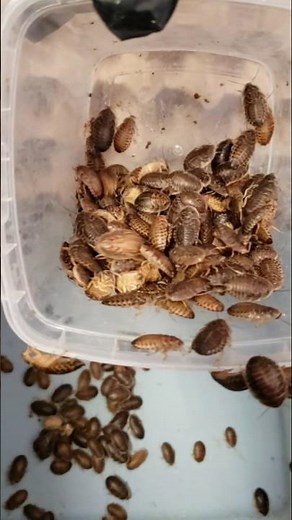 Breeding Dubia Roaches|education