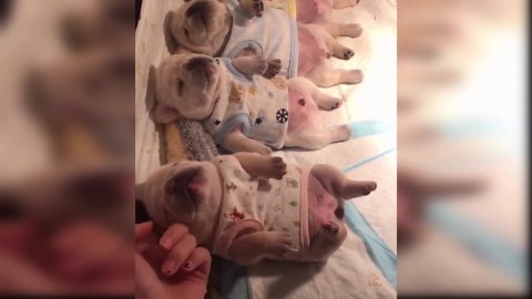 Barbie’s Bodyguard & Pizza Dreams