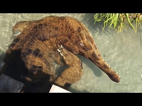 World Crocodile Day: Gharials and Tomistomas