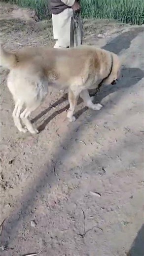 #afghan Kuchi #dog #viralshort #youtubeshorts #subscribe