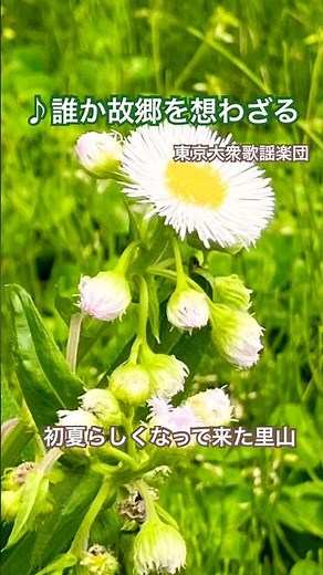 里山は初夏ぽくなって来ました #誰か故郷を想わざる #東京大衆歌謡楽団