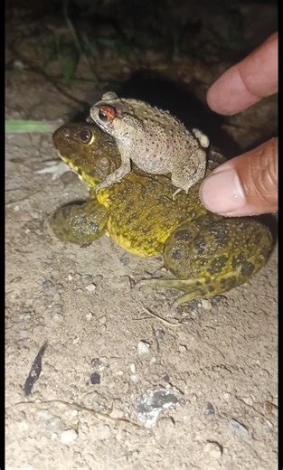 Catch FUNNY FROGS so FUN😁😂 #frog #jumping #animals #funny