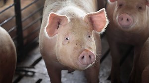 New joint venture formed to convert pig poop to power