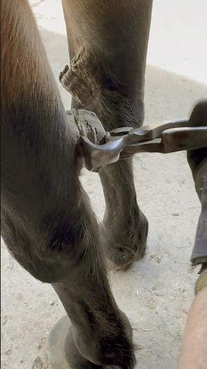 Chestnut trim #trimming #satisfying #equestrian