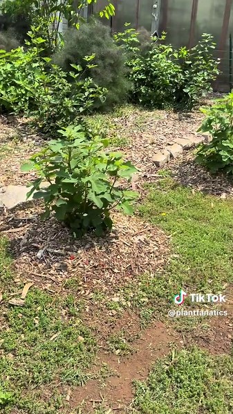 Rare Cold-Hardy Fig Growth: 365 Days in 53 Seconds