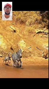 Cheetah And Leopard Vs Zebra | General Hub