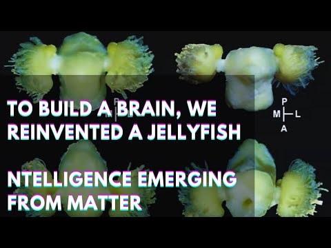 To Build a Brain, We Reinvented a Jellyfish. Intelligence emerging from matter