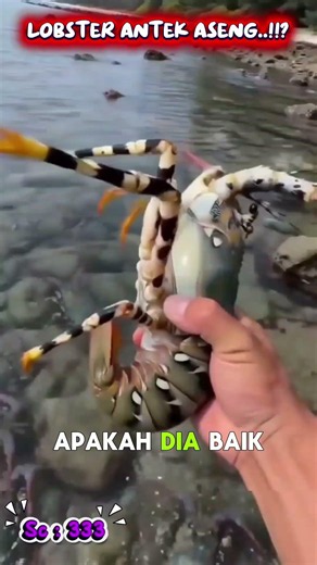 Bunch of Jumbo Lobsters! 🦞🔥 #fishing #lobster