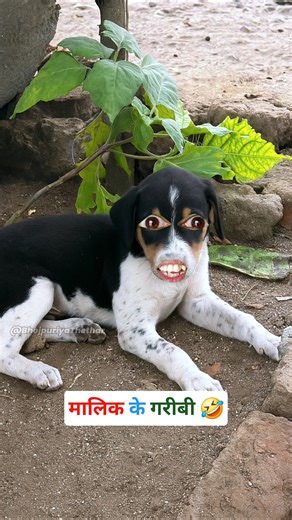 मालिक के गरीबी #funny #thetharpuns #bhojpuriyathethar #comedy