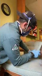 Bed Bug Treatment Video Bed bug control Bug control Bed bugs treatment #pestcontrol #pestfreehome